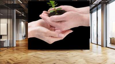 hands holding young plant. Ecology concept Wall mural