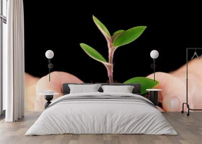 plant in hands Wall mural