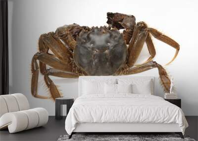 crab on white background Wall mural