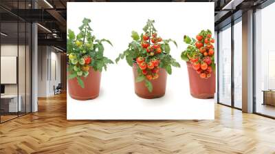 Fresh cherry tomato plant in a jar on white background Wall mural