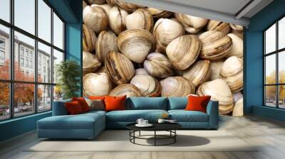 fresh raw Surf clam background Wall mural