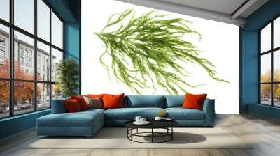 Laminaria (Kelp) Seaweed Isolated on White Background Wall mural