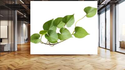 leaf of sweet potato on white background Wall mural