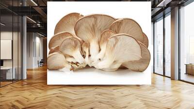 oyster mushroom isolated on white background Wall mural