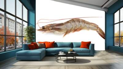 shrimp isolated on white background Wall mural