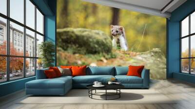 Marten, Marten foida into forest Wall mural