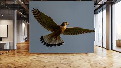 red tailed hawk Wall mural