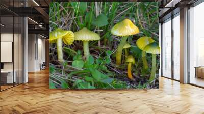 A group of parrot waxcap mushrooms (Hygrocybe psittacina) in the grass Wall mural