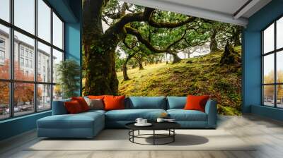 Fanal Forest. Misty forest in Fanal.  Old laurel tree in laurel tree forest in madeira in Portugal Wall mural