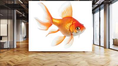 The goldfish on white background . Comet Goldfish Isolated on White Background Wall mural