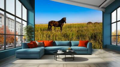 horse in the field Wall mural