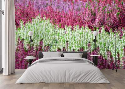 Heather in Burgundy and White, All Saints' Day, Autumn Flowers, Banner Wall mural