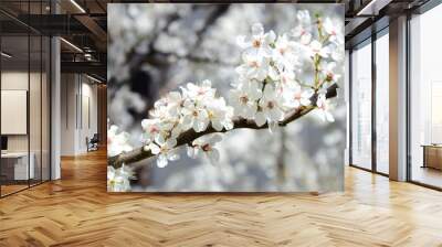 Zierkirsche weiß - Blütenmeer - Frühling in Südtirol Wall mural