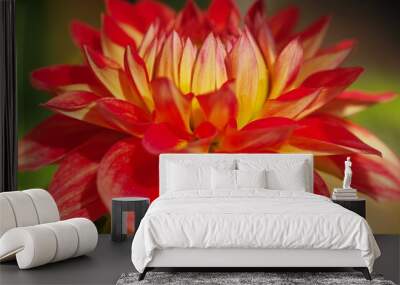 Red and yellow flower Dahlia background Wall mural