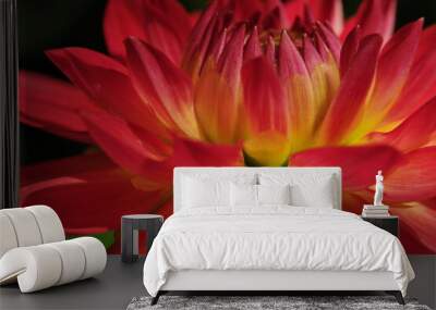 Red dahlia flower background Wall mural