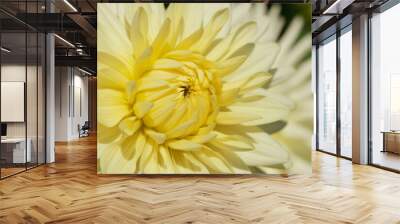 Yellow dahlia flower background Wall mural