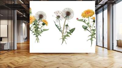 Beautiful floral set with watercolor hand drawn dandelion flower bouquets. Stock illustration. Wall mural