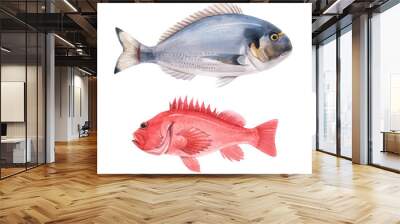 Beautiful vector stock illustration with watercolor hand drawn sea bass and dorado fish. Wall mural