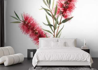 Watercolor australian callistemon illustration Wall mural