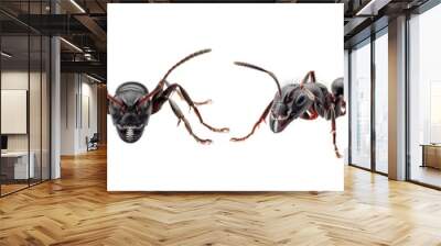 Set of ants isolated isolated on transparent background Wall mural