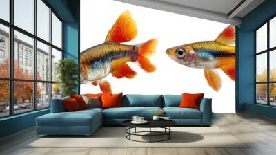 Set of guppy fish isoalted on transparent background Wall mural