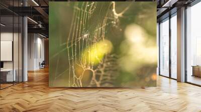 spider web with dew Wall mural