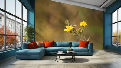 yellow cosmos flower Wall mural