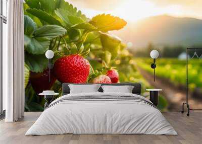 close up strawberry in the garden. field of strawberries at sunrise background. Wall mural