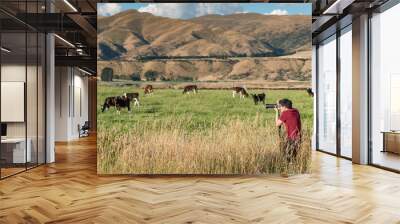 Young Asian male photographer taking photos of cows in the farm. Livestock in South Island, New Zealand. Travel and photography concepts Wall mural