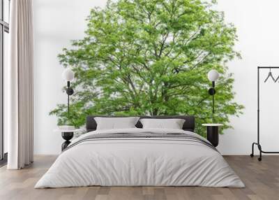 Isolated  tree on a white background - Robinia pseudoacacia- False acacia Wall mural