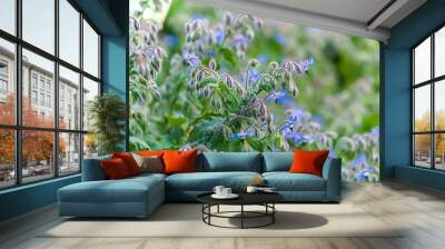 Borragine Wall mural