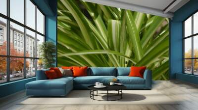 green grass background Wall mural