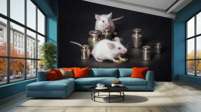 two white laboratory mice with weights and coins on a gray backg Wall mural