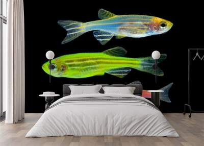 colorful aquarium fish zebrafish isolated on black background. Wall mural