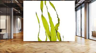 swaying kelp seaweed isolated on white background. Wall mural