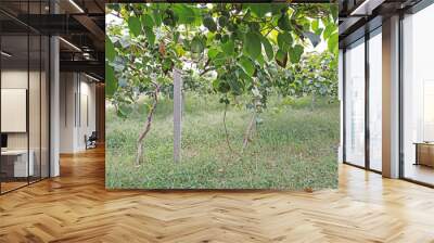 Actinidia arguta plants in the farm Wall mural