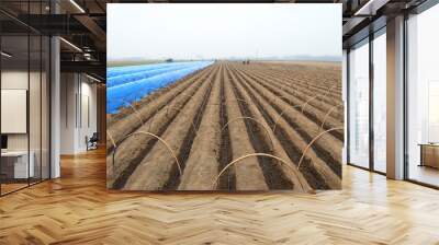 farmers install ginger greenhouses in their fields Wall mural