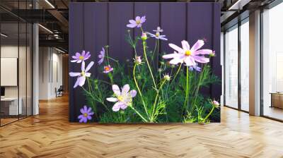 Beautiful flowers in the street. The concept of summer, holiday, good mood. Selective focus. Blank for postcards. Layout for advertising, place for inscriptions. Wall mural