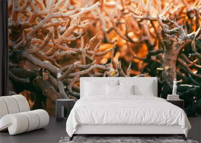 Desert dry plants, dracaena tree closeup in the rays of a sun. Wall mural