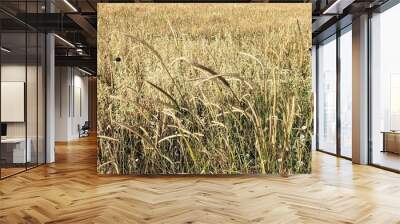 wheat field in the summer Wall mural