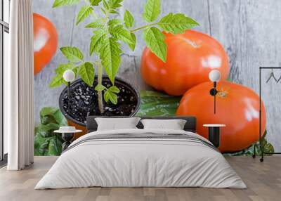 Ripe whole tomatoes  on a gray wooden background. Wall mural