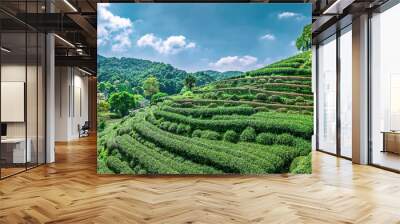 Green tea plantation on the mountain. Herb green organic food Wall mural