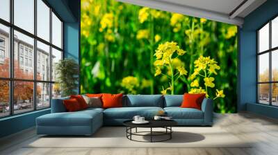 Rape blossoms and natural scenery in spring season in China Wall mural