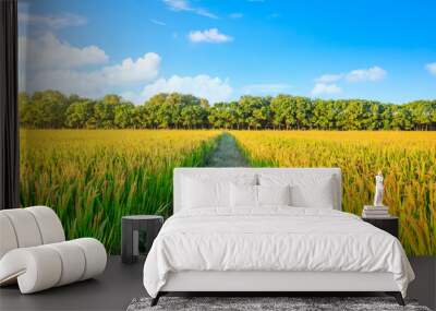 Rice growing in the field in autumn Wall mural