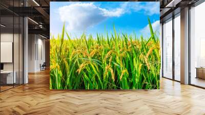 Ripe rice and beautiful sky in daylight Wall mural