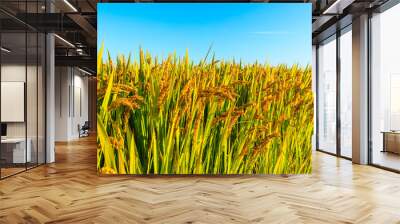 Ripe rice and beautiful sky in daylight Wall mural