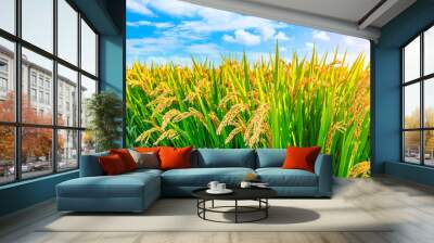 Ripe rice and beautiful sky in daylight Wall mural