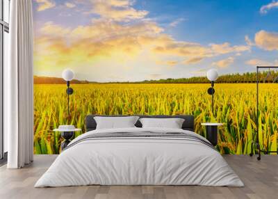 Yellow paddy field and beautiful sky at sunset Wall mural