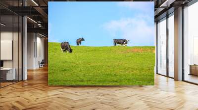 Cow in the pasture, North island, New Zealand. farms and ranches. green grass under blue sky. Cattle (Bos taurus) are large, domesticated, bovid ungulates.  Wall mural