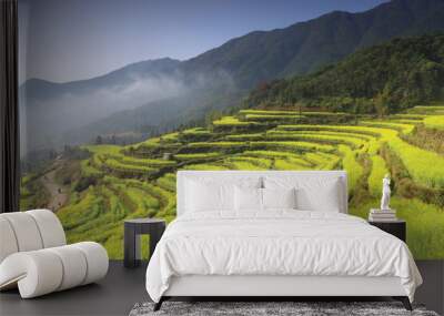 Rapeseed flowers in spring, Jiangxi, China Wall mural